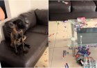 Le faltaban 20 figuritas para completar el álbum del Mundial 2026 y su perro lo destruyó por completo