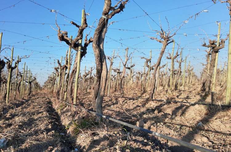 Fijaron los cortes de agua a productores para la primera quincena de febrero
