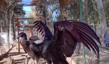 El Faunístico recuperó dos ejemplares de cóndor que serán liberados