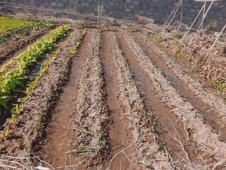Sarmiento produce: pedí tus semillas