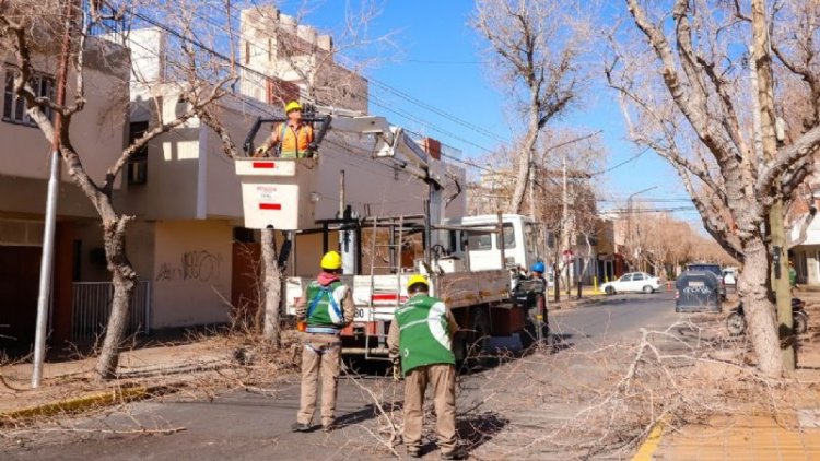 Capital comenzó con la poda en el radio céntrico