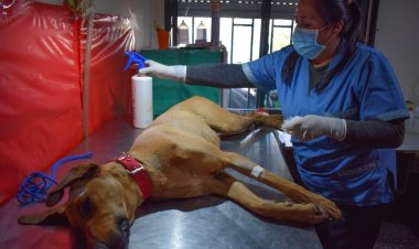 En 5 meses Rivadavia esterilizo 984 mascotas