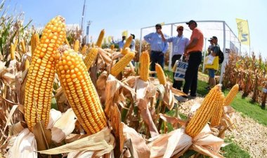 Adelantan operaciones de exportaciones del agro y esperan llegar US$ 1.000 millones