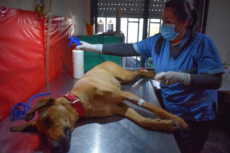 En 5 meses Rivadavia esterilizo 984 mascotas
