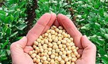 El precio de la soja trepó 43%