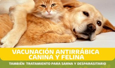 Pocito sigue vacunando tu mascota