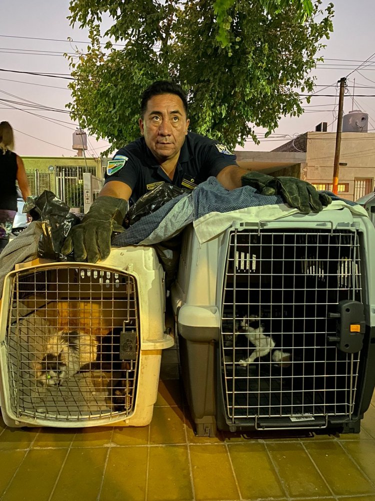 Casa del terror:  animales  encontrados en estado de abandono en  Santa Lucía
