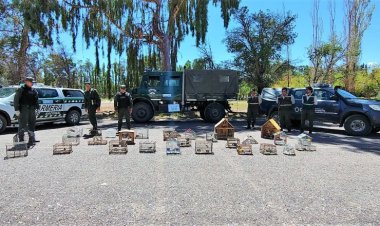 Tráfico ilegal de aves: Ambiente rescató más de 20 especies en Calingasta