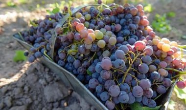 San Juan y Mendoza resolvieron establecer un 12,% de una para mosto