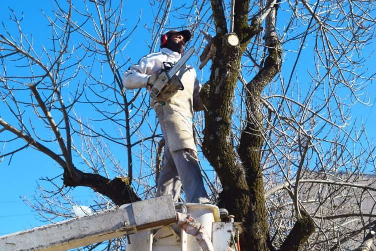 Chimbas esta realizando el servicio de poda