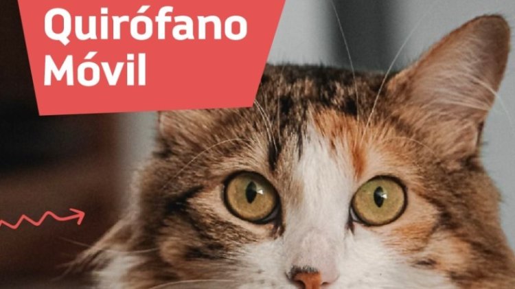 Llega el quirófano de esterilización de mascotas a Pocito y Chimbas