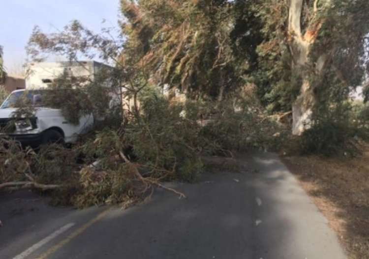 Cortes de luz y ramas caídas, los daños del Zonda no dan tregua