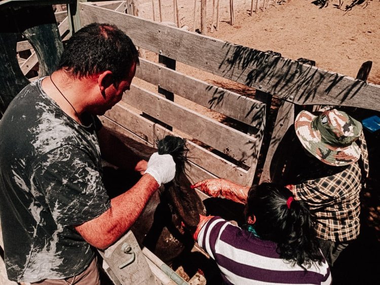 Cursos de "Mejora genética y Sanidad Reproductiva de los Rodeos Precuarios" en Iglesia
