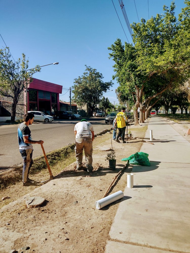 Capital suma especies arbóreas y un nuevo plan de gestión de residuos