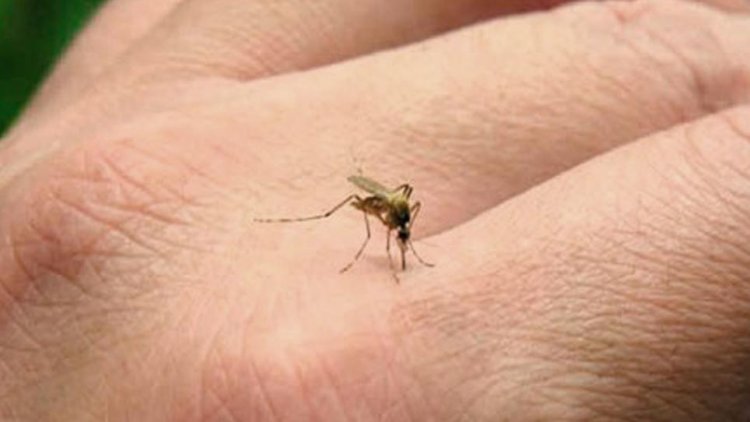 Se registraron más de 22.000 casos de dengue y 16 muertes en el país