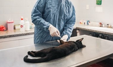 El Municipio de Pocito realiza esterilizaciones a las mascotas del departamento