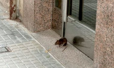 Invasión de ratas en Capital Federal