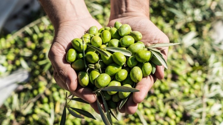 Fidiuciaria San Juan lanzó la línea de crédito para cosecha y acarreo de olivos