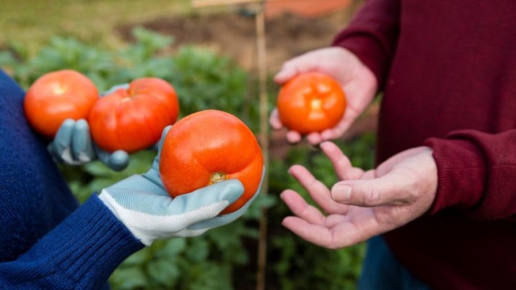 Tomate sanjuanino: el más elegido en Paraguay