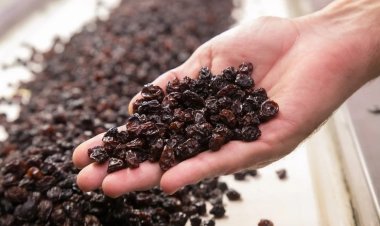 Las pasas sanjuaninas se posicionan en el mercado de Perú