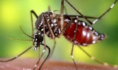 Dengue en Argentina: ya son más de 180 mil casos