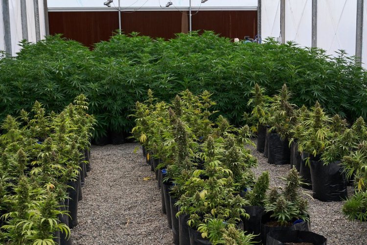 Comienza el expendio de Cannabis Medicinal en San Juan