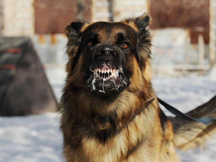 Primer caso de rabia animal en San Juan