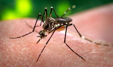Santa Fe comprará vacunas contra el dengue