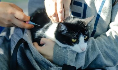 Capital programó nuevas fechas para vacunación antirrábica para animales de compañía