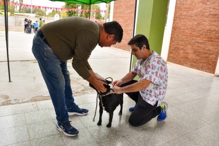 Ambiente ya vacunó casi 700 animales de compañía