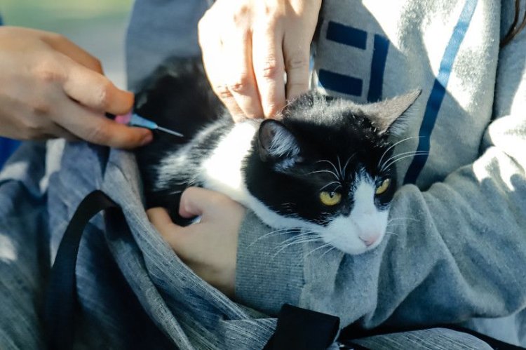 Capital programó nuevas fechas para vacunación antirrábica para animales de compañía