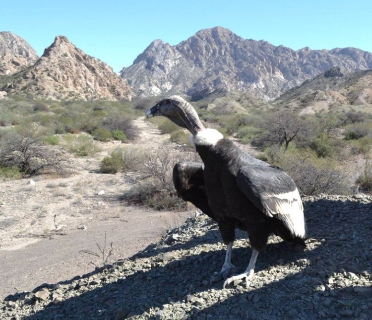 Ambiente liberará un cóndor en el mirador de Huaco