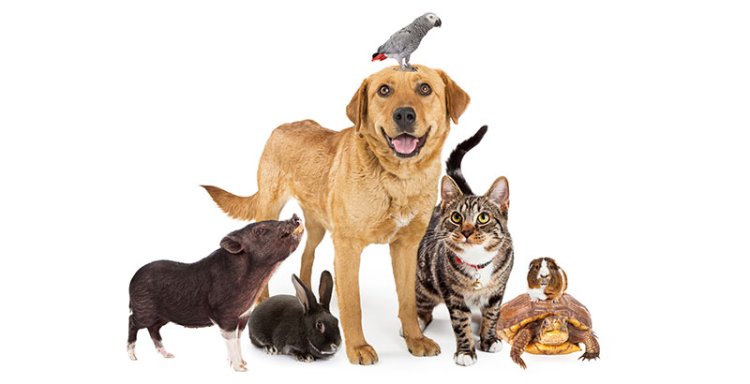 Día del Animal: ¿por qué se celebra el 29 de abril?