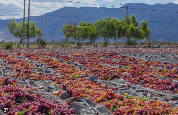 Las exportaciones tradicionales de San Juan subieron 37% en el primer trimestre