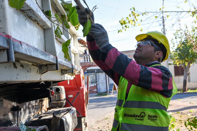 Rivadavia comenzó el operativo integral de arbolado en tres importantes zonas