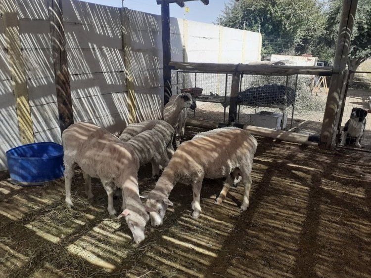 Raíces Patrias, Aromas y Sabores de Chimbas” una actividad para este 25 de Mayo