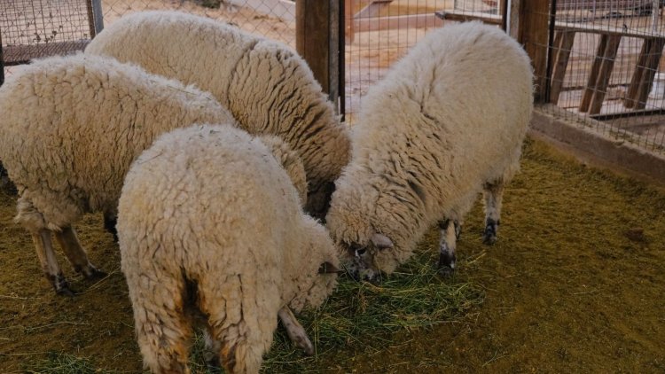 Este domingo Chimbas celebra el mes patrio con la feria *“Raíces patrias. Aromas y sabores de Chimbas”