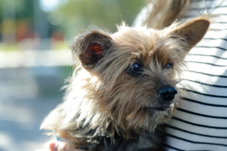 El Quirófano Móvil de mascotas se instala en la Plaza de Trinidad