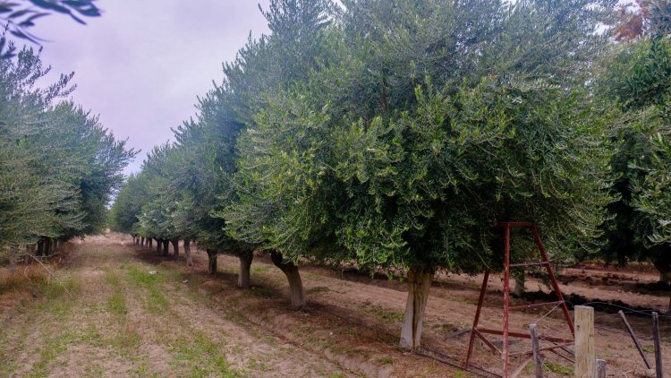 Chimbas ofrece diversas actividades para disfrutar durante el fin de semana largo
