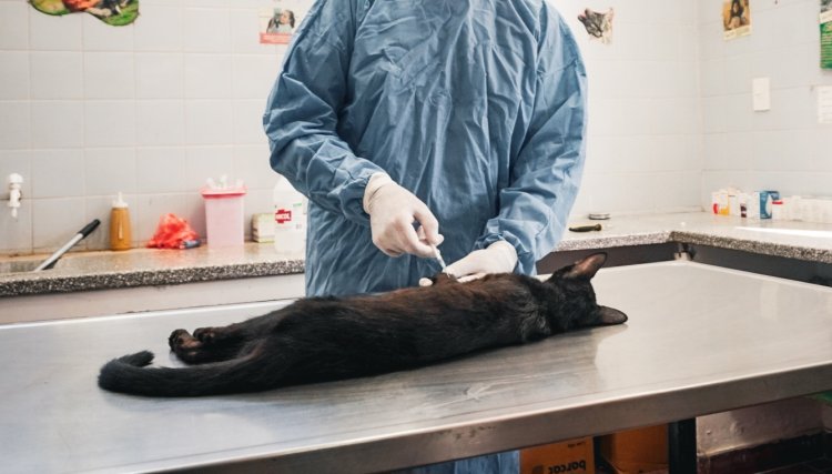 El Quirófano Móvil para Mascotas llega a Pocito