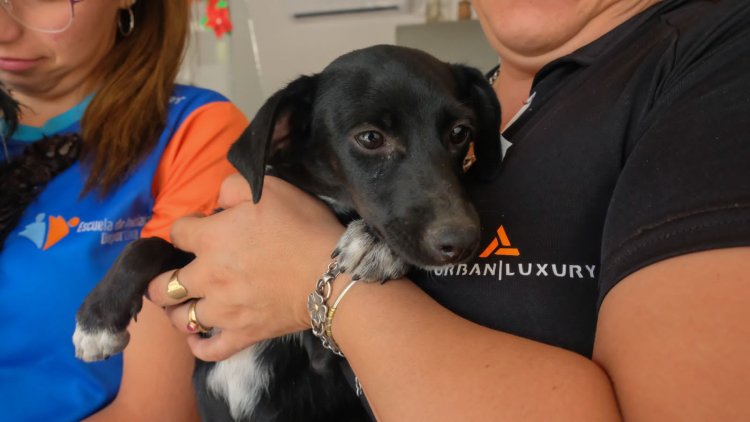 Punto Verde y cuidado de mascotas en dos importantes Parques de Chimbas 