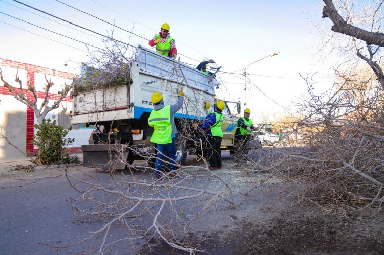 Nuevo cronograma semanal de poda en la Ciudad