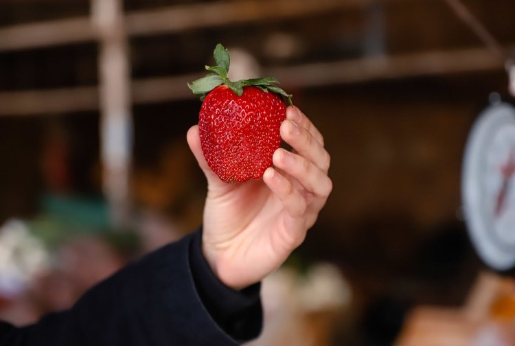 Conoce los precios de los productos saludables que ofrece la Feria y Mercado de Abasto