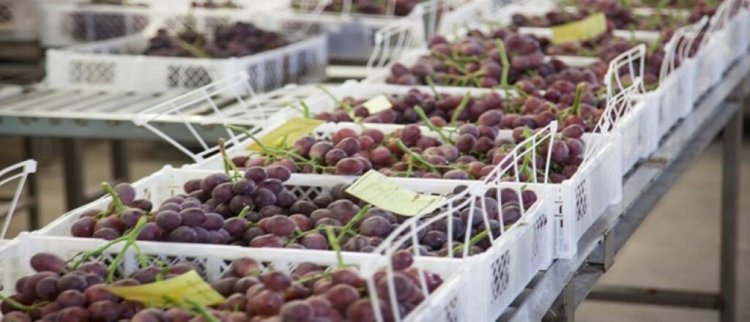 Crecen las ventas al exterior de productos más tradicionales de San Juan