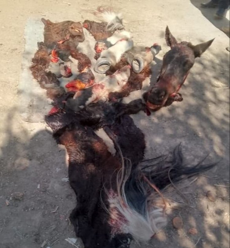 En una vivienda de Chimbas encuentran caballos faenados y armas de fuego