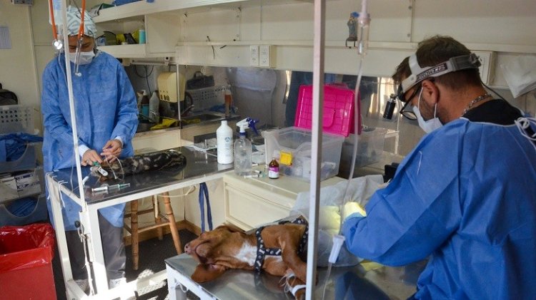 El quirófano móvil de mascotas del Ministerio de Salud otorga turnos online