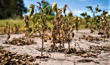 "La Niña" llega a la Argentina: de qué se trata este fenómeno