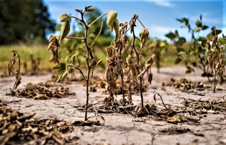 "La Niña" llega a la Argentina: de qué se trata este fenómeno