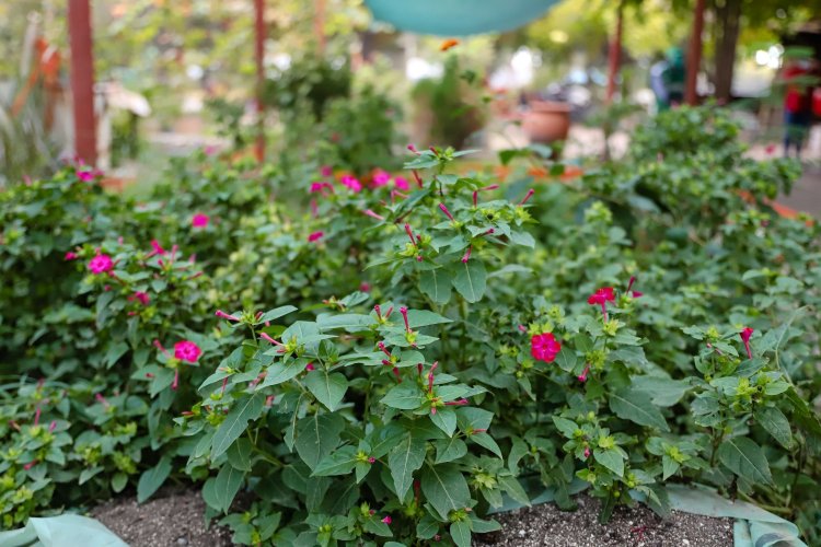 Taller "Alma Verde": la Ciudad invita a aprender sobre plantas