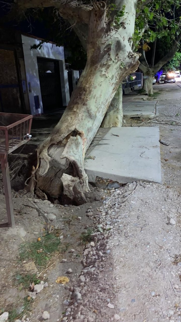 Rivadavia por el zonda levantó más de 20 árbol caídos
